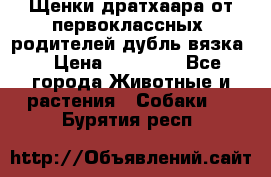 Щенки дратхаара от первоклассных  родителей(дубль вязка) › Цена ­ 22 000 - Все города Животные и растения » Собаки   . Бурятия респ.